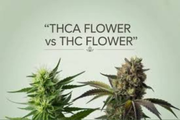 THCA Flower vs Regular THC Flower: What’s the Difference?